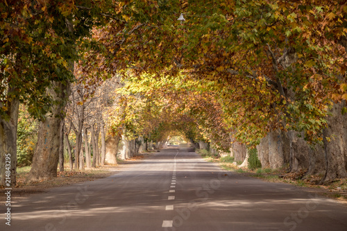 ruta entre robles en mendoza