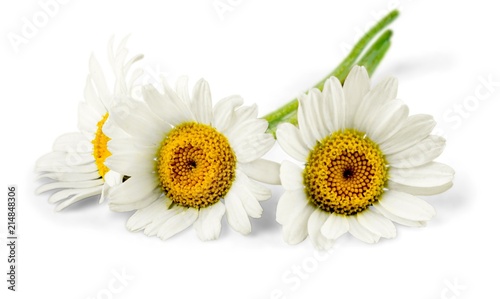 Chamomile or daisy flowers - isolated