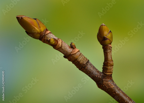 Berg-Ahorn; Knospen; Acer pseudoplatanus