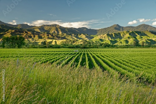Vineyard, winery New Zealand, typical Marlborough landscape with vineyards and roads, hills and mountains