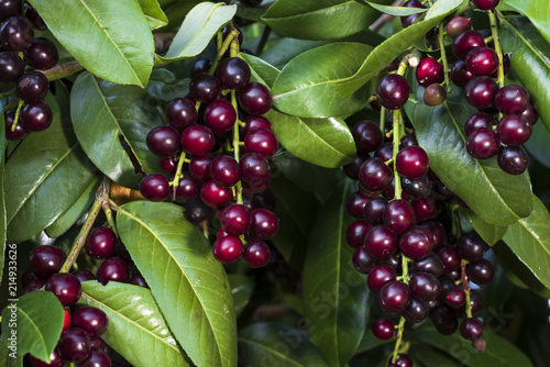 prunus laurocerasus / Cherry laurel / Taflan (name of the Black Sea in Turkey)