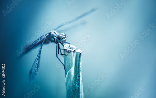 insecte libellule seul en gros plan sur fonds bleu