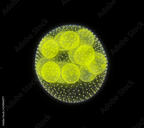 Spherical colony of freshwater green algae (Volvox)