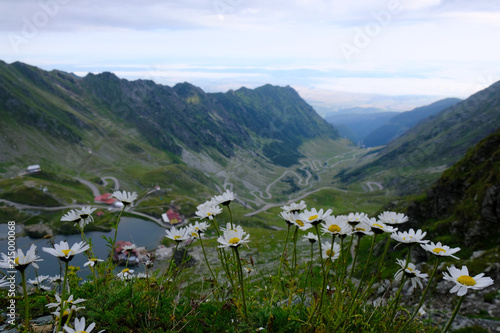 Rumunia, Karpaty Rumuńskie - Góry Fagaras, białe kwiaty i widok z grani na Jezioro Balea Lac i szosę transfogaraską