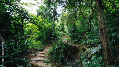 view of tropical asian jungle after rain in summer