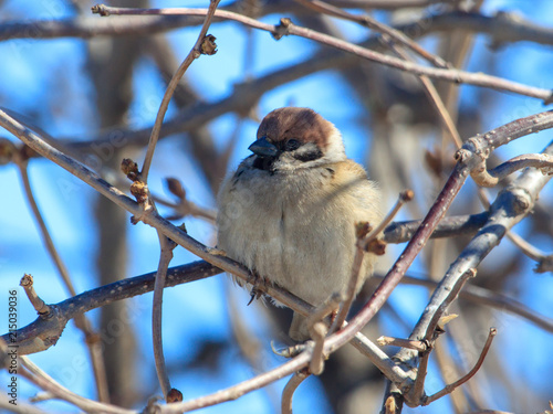 A sparrow on a bare branch of a tree
