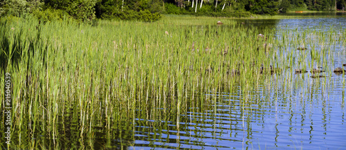 flat riparian zone of a swedish lake