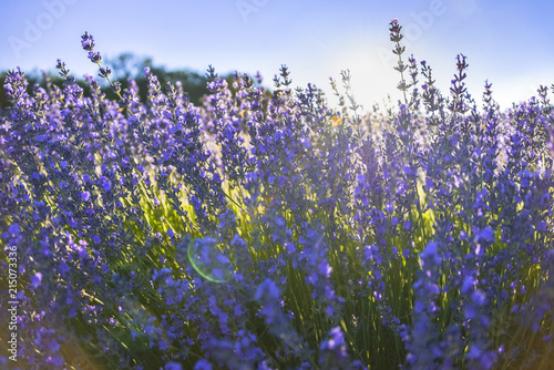 Sunbeams falling through a lavender bunch in the Provence, France, dazzling sunlight