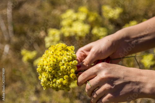 Yellow flowers of helichrysum arenarium or dwarf everlast