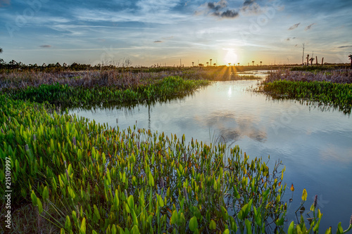 Lush Viera wetlands at sunset.tif