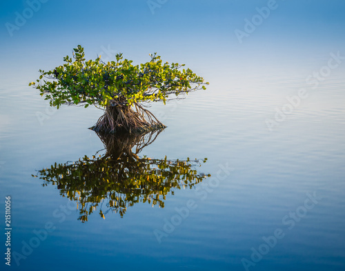 Single young endangered mangrove reflects in calm water.tif