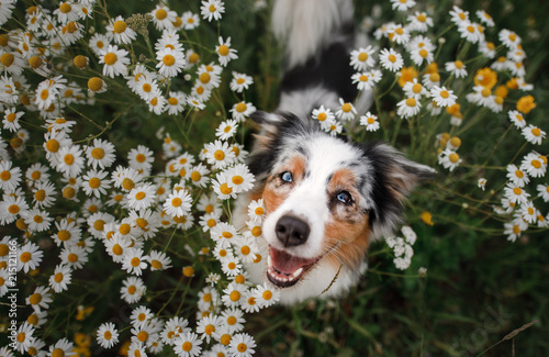 A happy dog in flowers. The pet is smiling. Field Camomiles. The Astralian Shepherd Tricolor