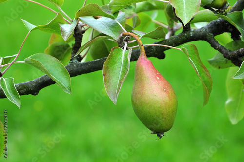 pear of cultivar countess of Paris at tree