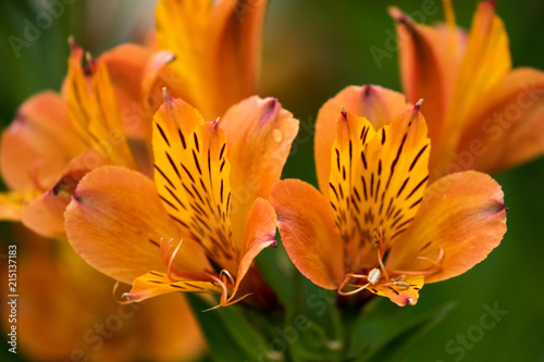 Alstroemeria - Peruvian Lily, Lily of the Incas