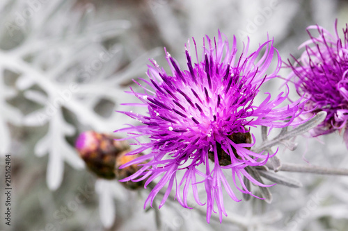 Purple Dusty Miller Flower - Jacobaea maritima