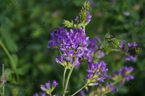 Beautiful purple alfalfa flower in the field. Medicago sativa cultivation in bloom in summer