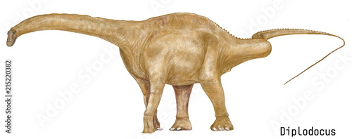 ディプロドクス・カーネギイ。ジュラ紀前期の恐竜。竜脚類で大型。体色は現代の動物でも大型になるほど派手な色は必要なくなるので茶色系に描いた。イラスト画像です。