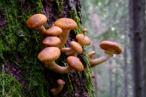 Opieńka miodowa (Armillaria ostoyae)