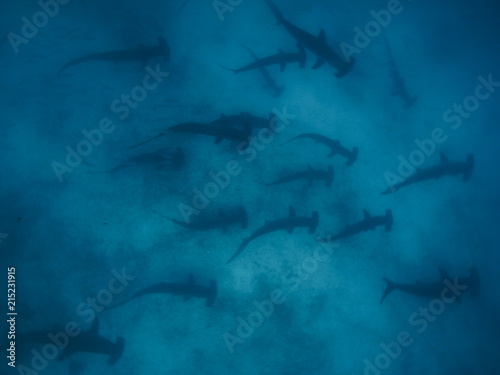 School of scalloped hammerhead sharks swimming over a sandy ocean floor, Galapagos Islands, Ecuador