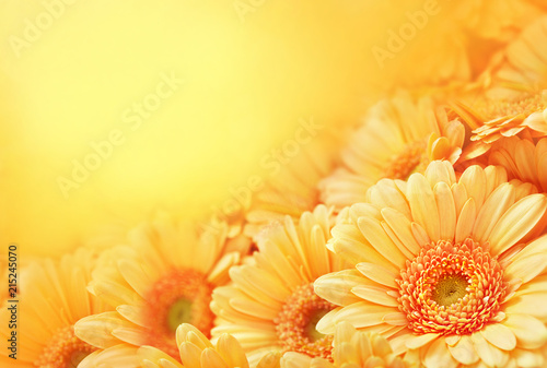 Summer/autumn blossoming gerbera flowers on orange background, bright floral card, selective focus