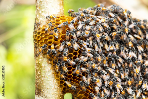 Honeycomb and bee or Apis florea on moringa tree and blur green leaves background.