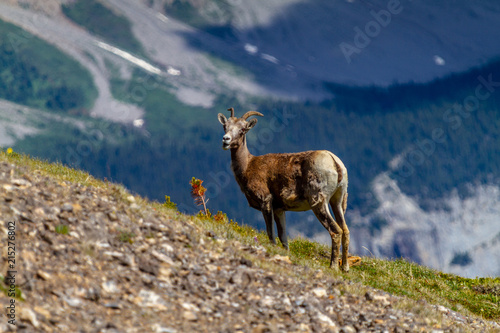 Mountain Goat Grazing on Parker Ridge in Canadian Rockies
