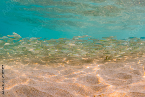 School of fish in clear water
