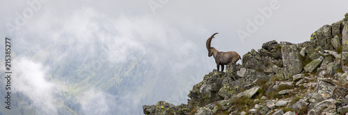 capricorn in the austrian alps, mountain boesenstein, styria, austria