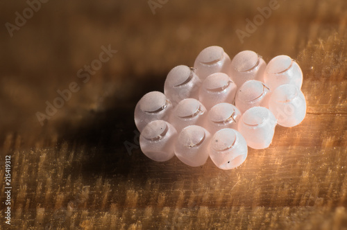 Insect eggs showing hexagonal packing on domestic window-frame