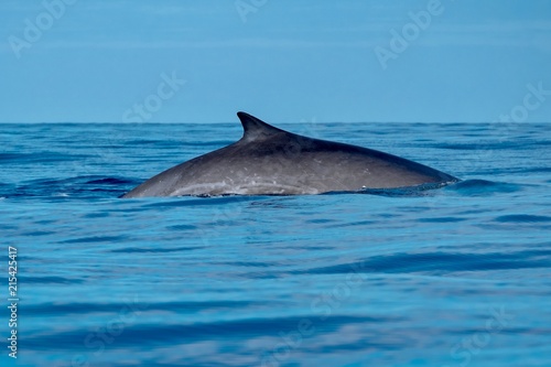 A fin whale near Pico Island with scarred flanks