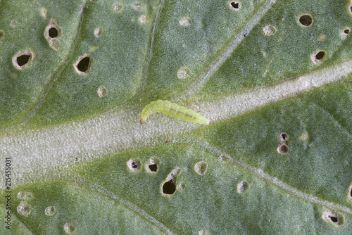 worm diamondback moth on cabbage