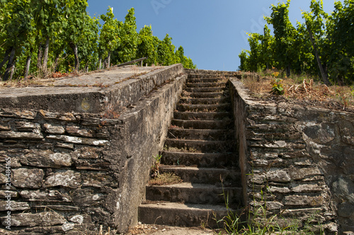 kamienne schody prowadzące do winnicy