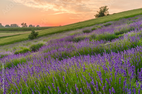 Blooming lavender fields in Poland, beautfiul sunrise