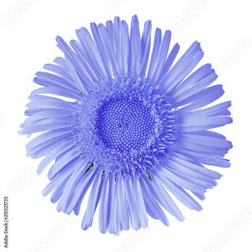 blue wild flower isolated on white background. Flower bud close up. Element of design.