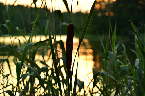 pałka wodna rosnąca przy mazurskim jeziorze podczas zachodu słońca