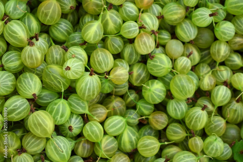 Freshly picked harvest of green gooseberries