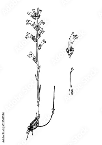 Orobanche purpurea botanical sketch