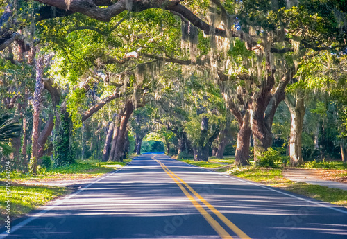 Road Through Oak Trees