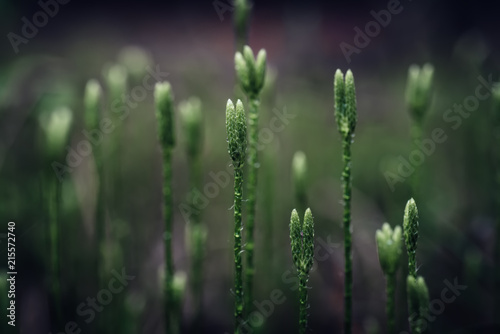 Blooming stagshorn clubmoss, Lycopodium clavatum growing in the green spring forest, botanical natural background