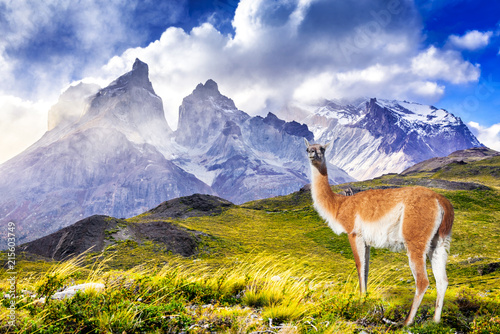 Torres del Paine, Patagonia, Chile