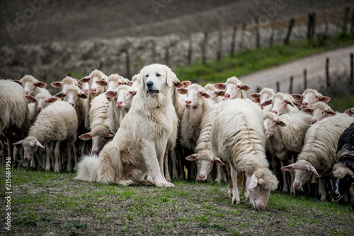 Shepherd dog guarding the sheep flock.