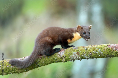 Pine Marten