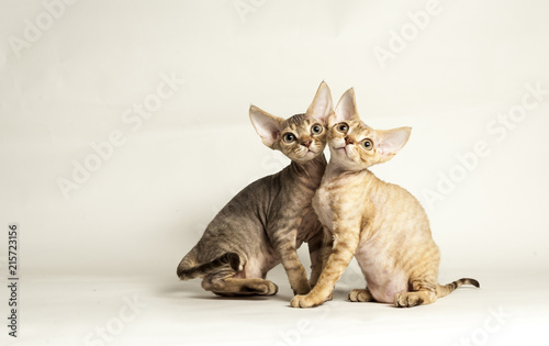 Devon Rex Tabby Kittens