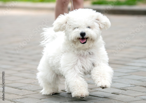 bichon frise puppy