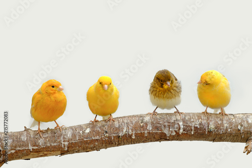 Four canary birds (Serinus canaria) siting in a branch