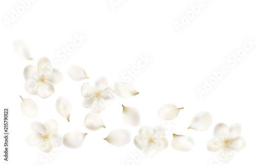 Petals and flowers of a flowering spring tree. Cherry, cherry or Apple flowers. realistic vector