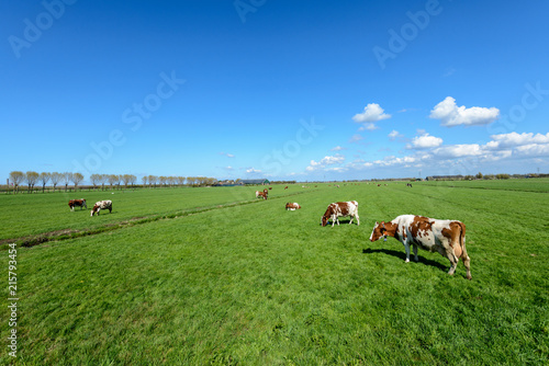 Cows in the meadow in a typical Dutch polder landscape near Rotterdam, Netherlands.