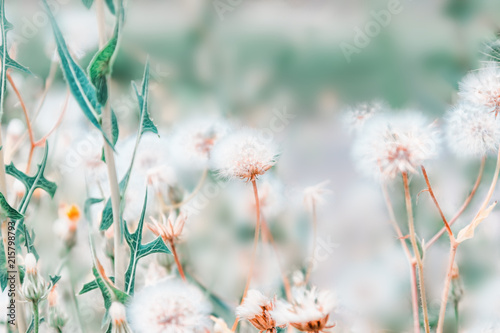 Beautiful floral background with dandelion flowers in summer. Pastel colors. Nature beauty.
