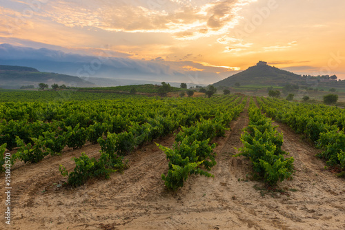 Vineyard with Davalillo castle as background, La Rioja, Spain