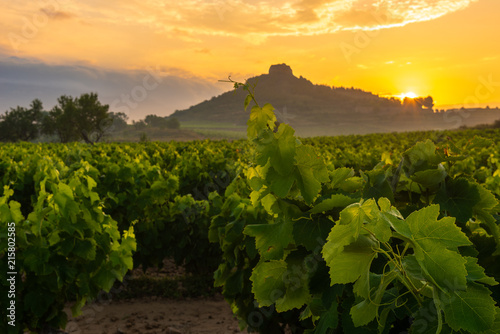 Vineyard at sunrise, La Rioja, Spain